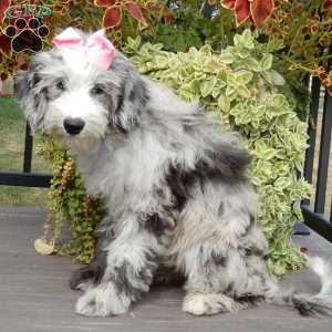 Holly (medium), Sheepadoodle Puppy